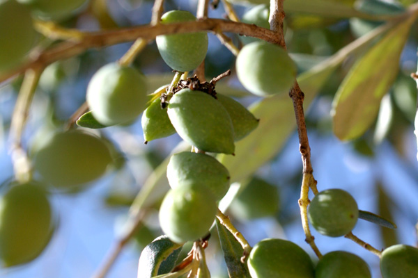 20080518_olives.jpg